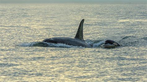 Orca drone footage gives researchers unique look at whale behavior | KOMO