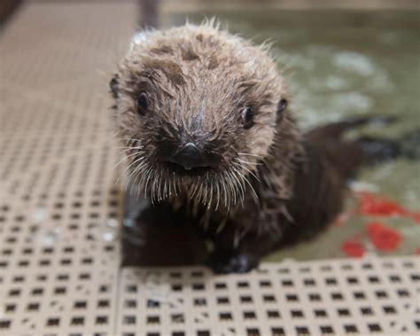 Meet Cinder the Sweet, Thriving Sea Otter Pup Who Was Found Orphaned ...