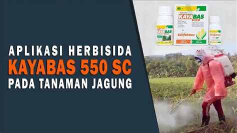 Aplikasi Herbisida Kayabas Sc Terhadap Tanaman Jagung Youtube