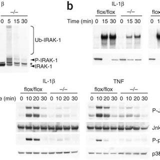 Impaired Activation Of NF B And MAPKs In Response To IL 1 And TNF In