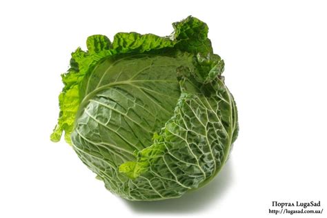 Капуста (Brassica oleracea) » Информационный портал LugaSad — новое ...
