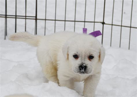 White Lab Puppies 1 Amazing White Labs English White Lab Puppies