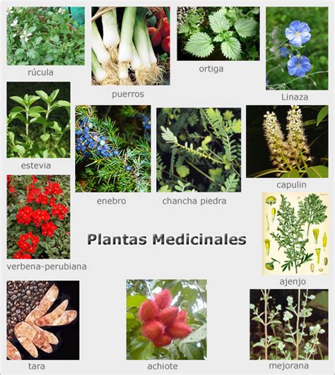 Imagenes De Hierbas Medicinales Y Sus Nombres Imagui