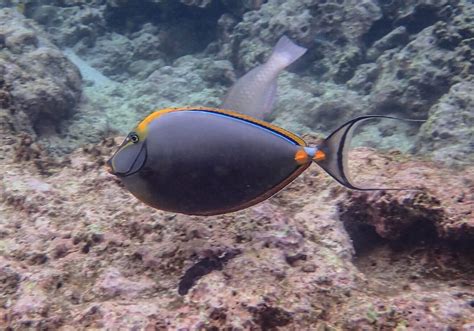 Snorkeling the famous Maya Bay, Phi Phi Islands - Snorkelverse