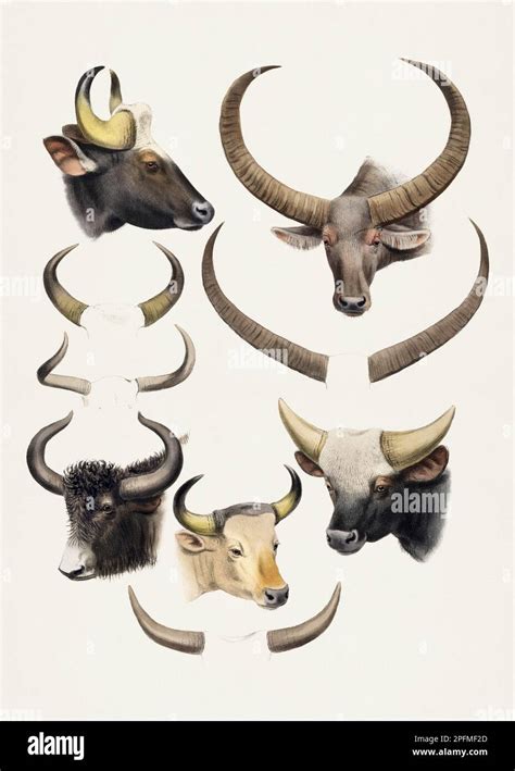 Indian Buffalo Antique Animal Illustration Beatiful Animals Of India