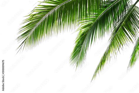 Tropical beach coconut palm tree leaves isolated on white background ...