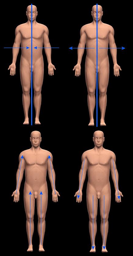 [solved] Label Medial Proximal Lateral And Distal Course Hero