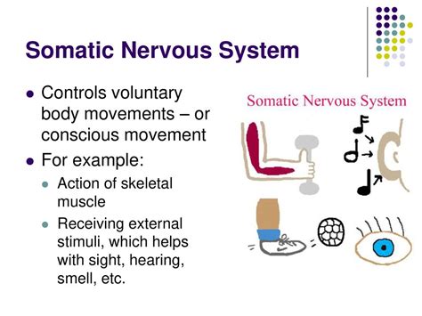 Somatic Nervous System Example