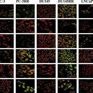 Csc Phenotypic Expression In Cap Rr And Cap Control Cells The Enhanced