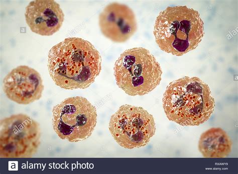 Meningococcal Hi Res Stock Photography And Images Alamy