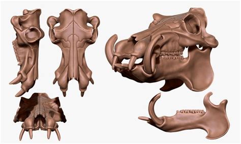 3d Hippopotamus Skull Cnc And 3d Print Model Model Turbosquid 2029623