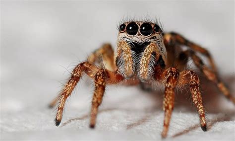 Animal Science Fun All About Spiders From Around The World Small