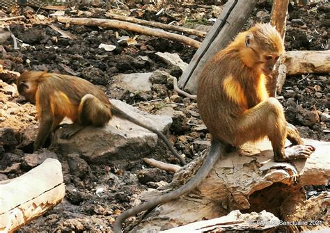 Golden Bellies Love Termites J A C K Primate Sanctuary