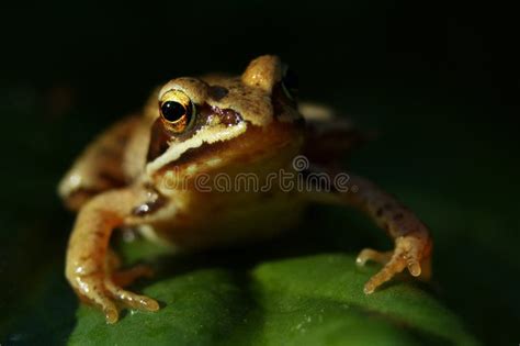 European Common Frog Rana Temporaria Stock Photo Image Of Sunlight