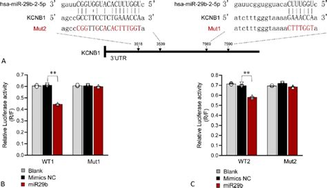 Validation Of Mir 29b 2 Targeting Sites In 3 0 Utr Of Kcnb1 A