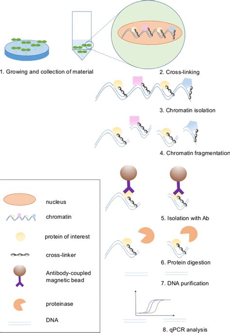 Chromatin Immunoprecipitation Assay For The Identification Of