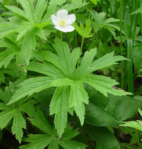 Anemone Canadensis Canada Windflower Canadian Anemone Go Botany