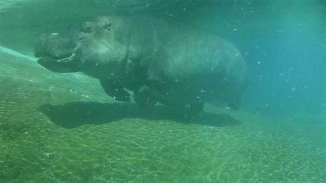 hippo swimming underwater on sunny day Stock Footage Video (100% ...