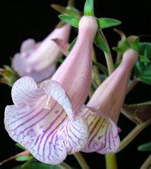 Смитианта, Smithiantha