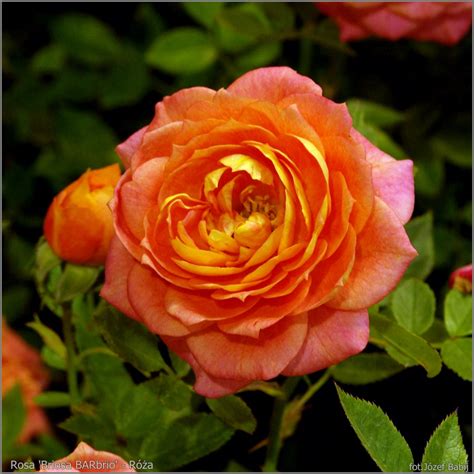Plant Gallery - Encyklopedia Roślin: Rosa 'Briosa BARbrio' - Róża ...