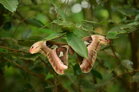 Atlas moth - ZooChat