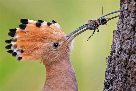 Vogel Des Jahres NABU NRW