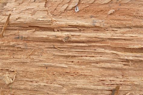 Seamless Rough Cut Wood Texture Wood Texture Collection