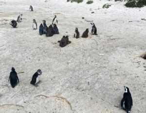 Visiting the Famous Cape Town Penguins: The Ultimate Guide