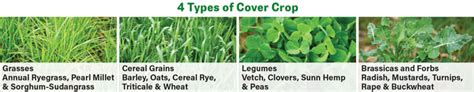 5 Considerations for Getting Started with Cover Crops