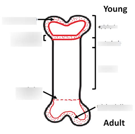 Lecture 11 Visual Drill Diagram Quizlet