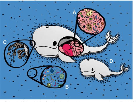 Figure 1 from What is the hologenome concept of evolution? | Semantic ...