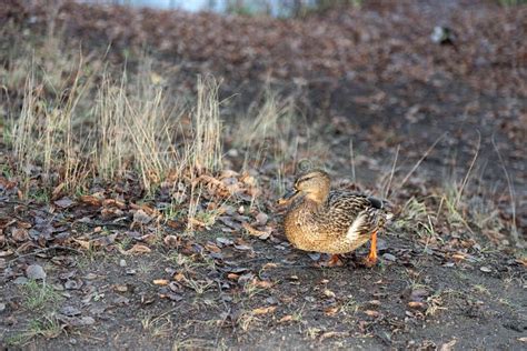 Ducks in Their Natural Habitat. Stock Image - Image of countryside, feather: 164138257