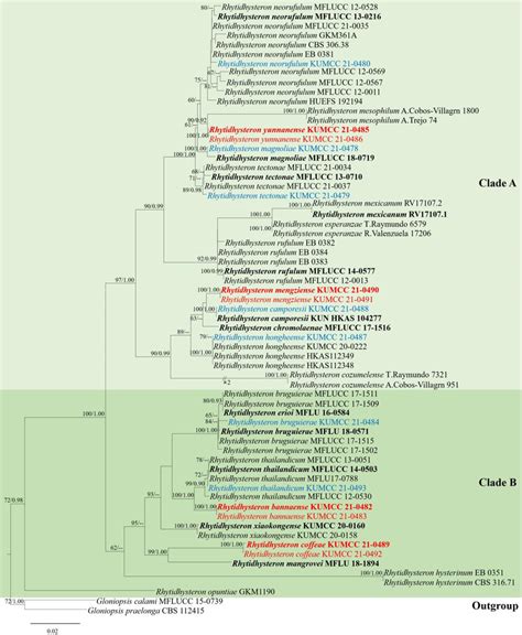 Phylogenetic Tree Generated From RAxML Analyses Based On Combined LSU