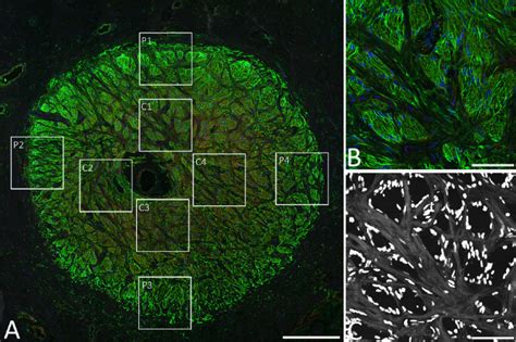 Quantitative Microstructural Analysis Of Cellular And Tissue Remodeling