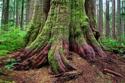 Ancient Western Red Cedar With Boardwalk Port Renfrew BC Canada