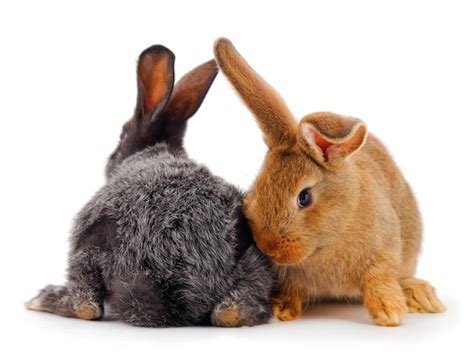 Premium Photo | Two rabbits isolated