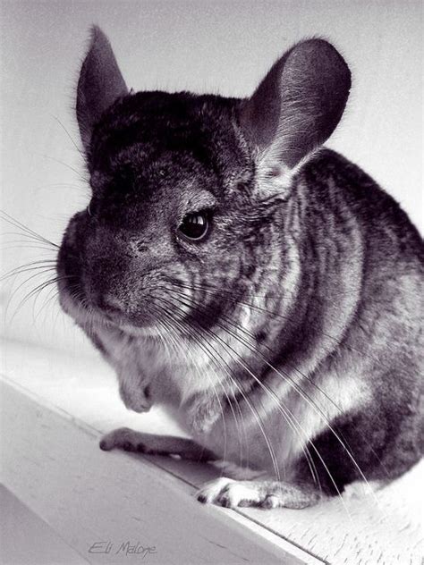 My Absolute Favorite Animal Chinchilla Baby Animals Cute Animals