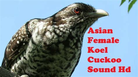 Asian Female Koel Cuckoo Sound Hd Youtube