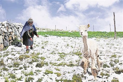 MÁs De La Mitad De Cultivos De Ayacucho Afectados Por Heladas Rcr Peru