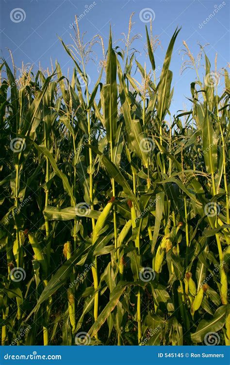 Growing Corn Stalks Stock Image Image Of Corn Cereal 545145