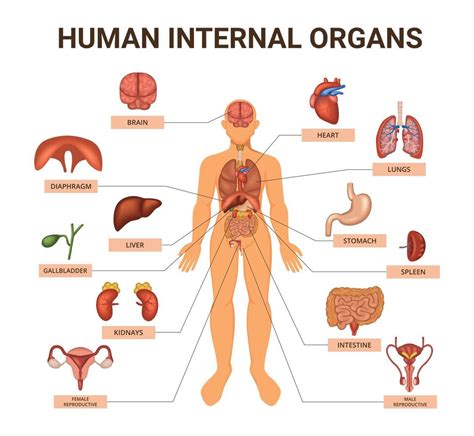 Infografía coloreada de los sistemas de órganos del cuerpo humano