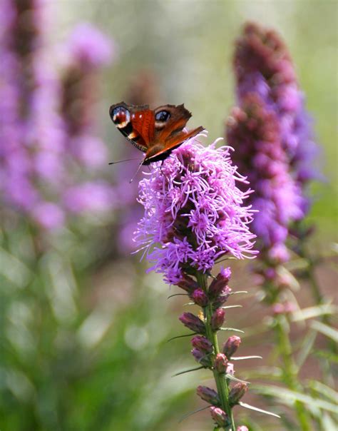 Attract Butterflies To Your Garden With Liatris Longfield Gardens