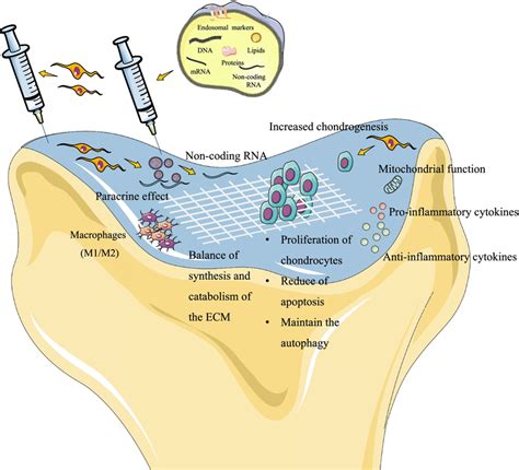 The Functions Of Injections Of MSCs Or MSCs Derived Exosomes MSCs Can