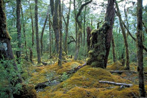 Beech Forest Fiordland National Park - Geographic Media