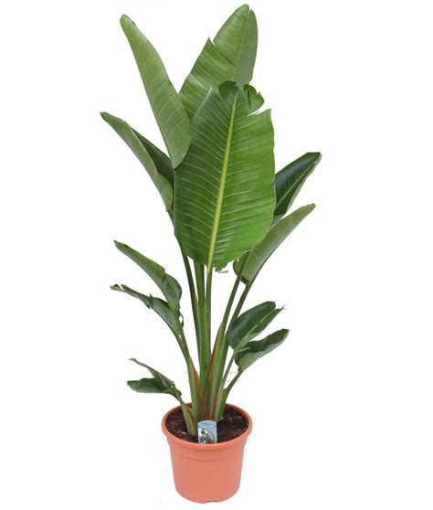 Strelitzia Nicolai Xxl Plante Oiseau De Paradis Pot Cm Hauteur