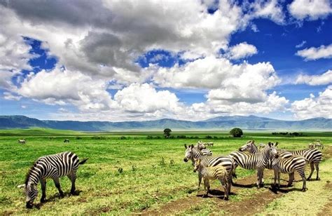 6 Days Migration Safari Serengeti And Ngorongoro Crater