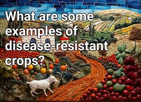 What Are Some Examples Of Disease Resistant Crops Agriculturegovcapital