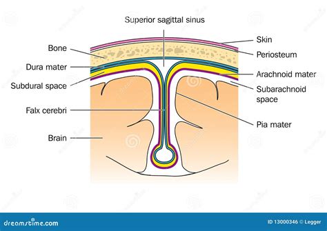 The Meninges Stock Vector Illustration Of Falx Brain 13000346