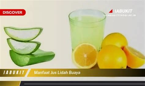 Temukan Manfaat Jus Lidah Buaya Yang Bikin Kamu Penasaran Discover