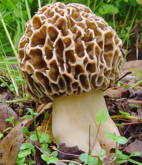 Mushroom Identification Whats The Difference Between Morel And False